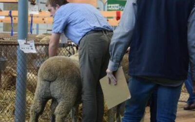 Meet young meat sheep breeds judge Tom Megson (SA)