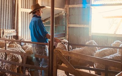 Meet Young Merino Fleece and Sheep Judge Will Hacker (Qld)