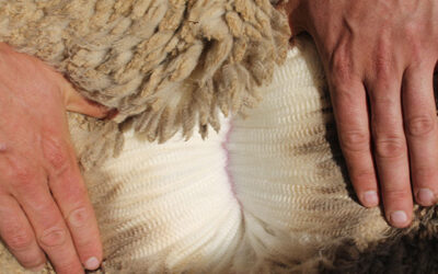 Finding the nation’s finest young fleece judge