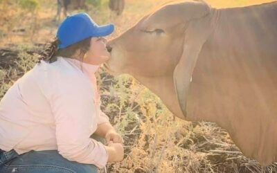 At 23, Sophie Laycock has taken on one of the most important jobs in cattle showing