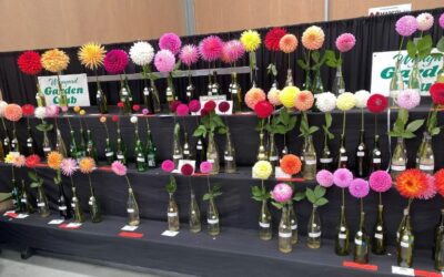 133rd Wynyard Show