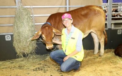 QCL Showgirl Sarah Rose back in familiar role as vet, at the Ekka