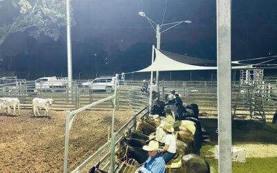 NT Show Council Update