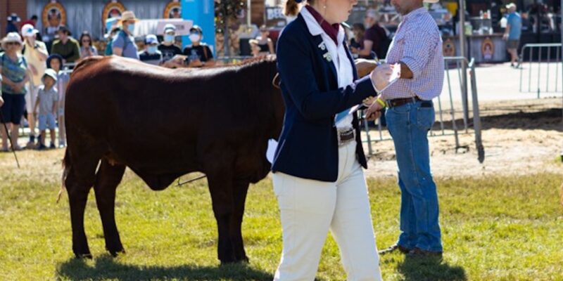 Beef Cattle Judging