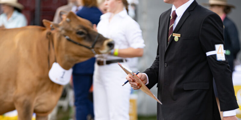 Dairy Cattle Judging