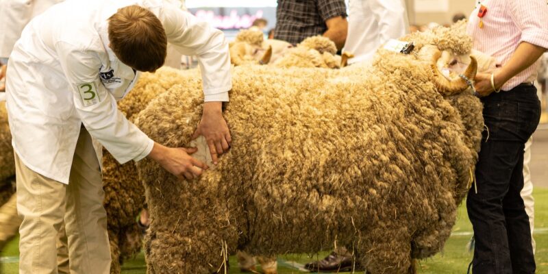Merino Sheep Young Judging