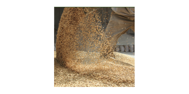Grain Judging Handbook